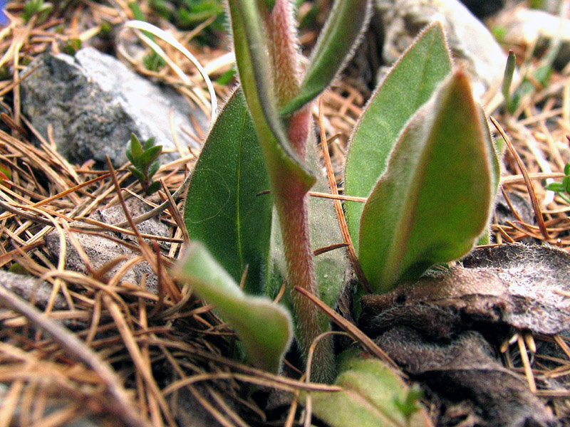 Pulmonaria australis (Murr) Sauer / Polmonaria sudalpina